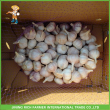 Jinxiang Chine Organic Garlic 4.5CM, 5.0CM, 5.5CM, 6.0CM Mesh Bag En Carton